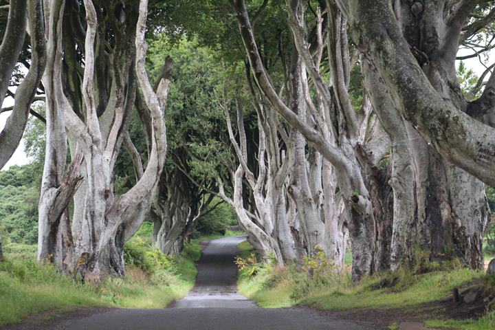 The Dark Hedges, king's road