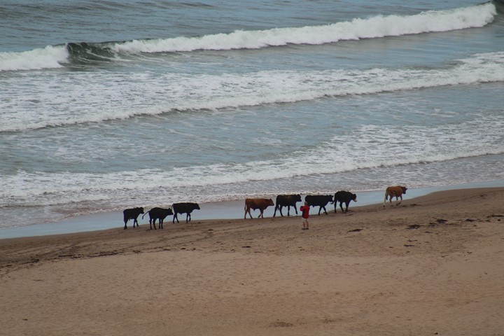 whitepark bay cattle