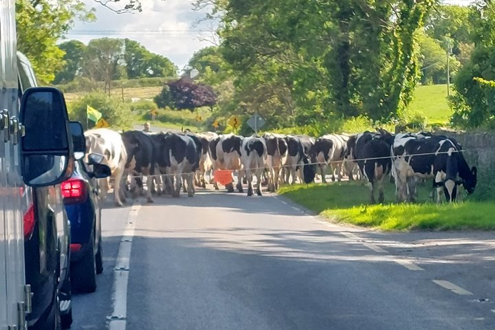 Tarbert traffic, Wild Atlantic Way traffic, cows, cows wild atlantic way