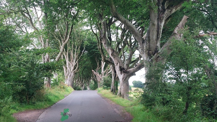 NI-Dark Hedges