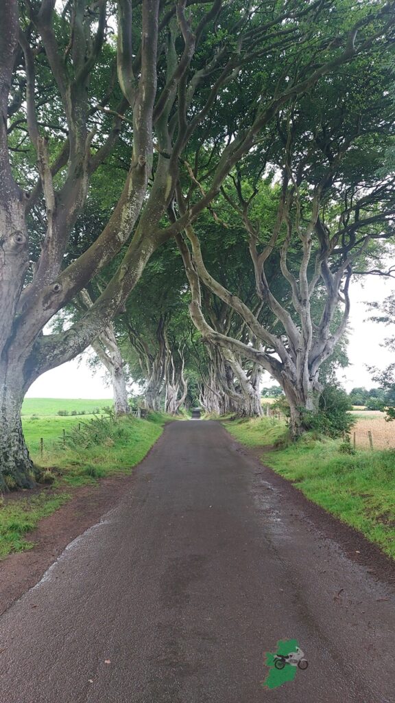 NI-Dark Hedges