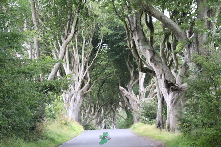 NI-Dark Hedges