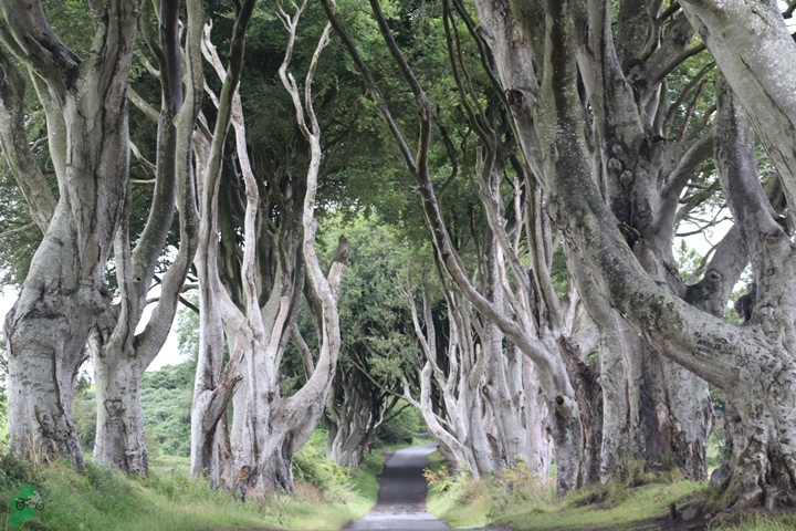 NI-Dark Hedges